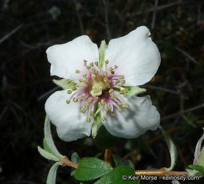 Image of littleleaf mock orange