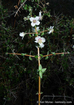 Image of littleleaf mock orange