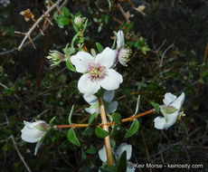 Image of littleleaf mock orange