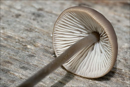 Image of Garlic Parachute