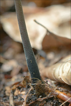 Image of Garlic Parachute