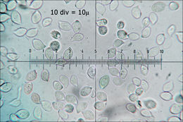 Imagem de Mycetinis alliaceus (Jacq.) Earle ex A. W. Wilson & Desjardin 2005