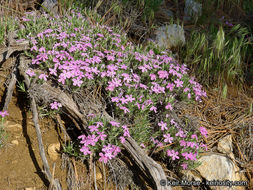 Image of mountain phlox