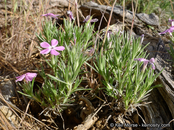 Image of mountain phlox