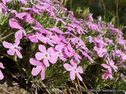 Image of mountain phlox