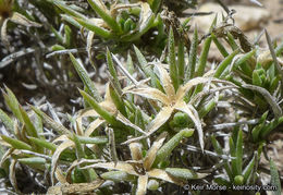 Image of mountain phlox