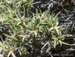 Image of mountain phlox