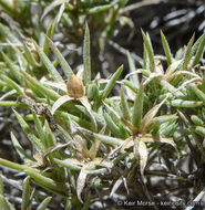 Image of mountain phlox