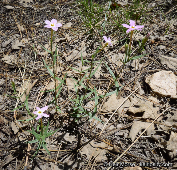 Image of Big Bear Valley phlox