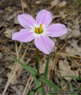 Image of Big Bear Valley phlox