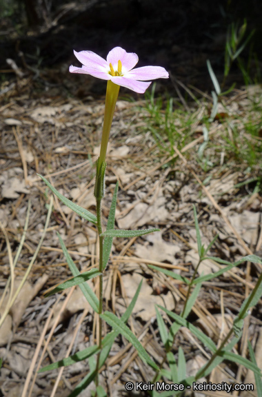 Image of Big Bear Valley phlox