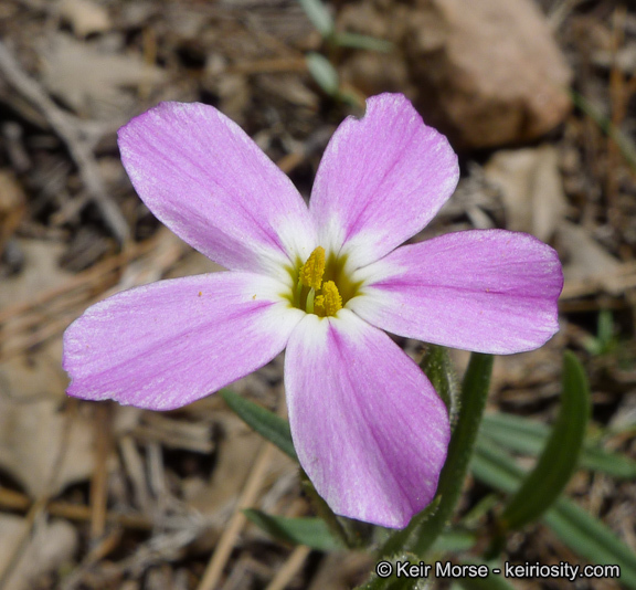 Image of Big Bear Valley phlox