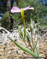 Image of Big Bear Valley phlox