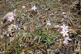 Image of Big Bear Valley phlox