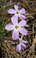 Image of Big Bear Valley phlox