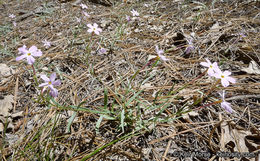 Image of Big Bear Valley phlox