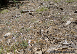 Image of Big Bear Valley phlox