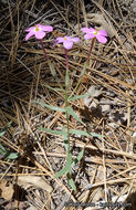 Image of Big Bear Valley phlox