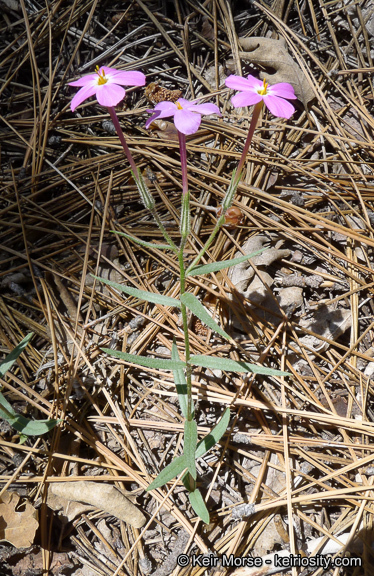 Image of Big Bear Valley phlox