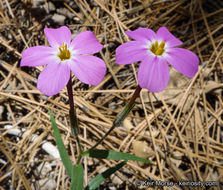 Image of Big Bear Valley phlox