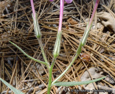 Image of Big Bear Valley phlox