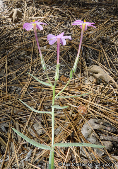 Image of Big Bear Valley phlox