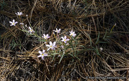 Image of Big Bear Valley phlox