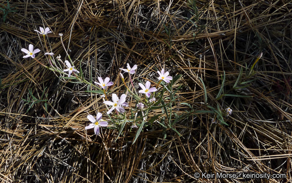 Image of Big Bear Valley phlox