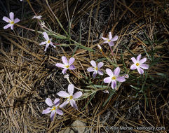 Image of Big Bear Valley phlox