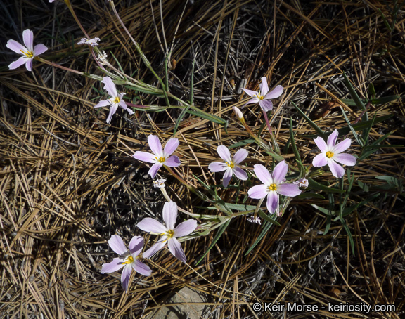 Image of Big Bear Valley phlox