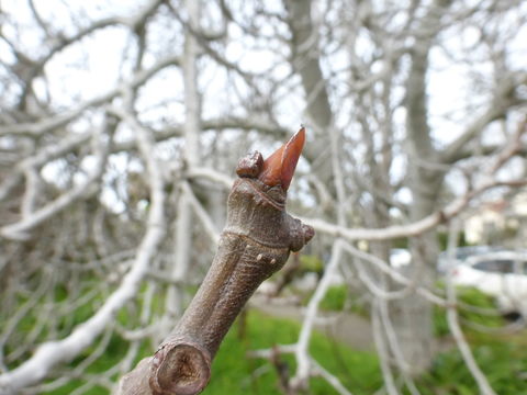 Imagem de Ficus carica L.