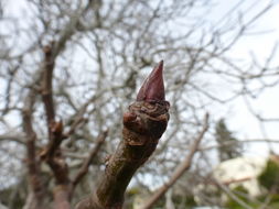 Imagem de Ficus carica L.