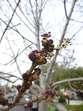 Image of Narrow-leafed Ash