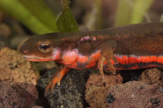 Image of Japanese Fire-bellied Newt