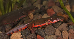 Image of Japanese Fire-bellied Newt