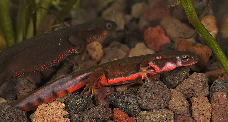 Image of Japanese Fire-bellied Newt