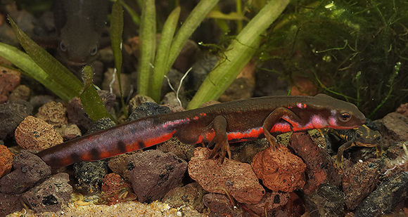 Image of Japanese Fire-bellied Newt