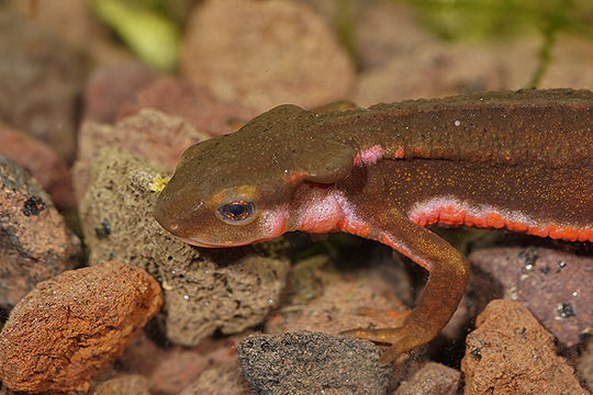 Image of Japanese Fire-bellied Newt