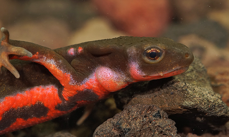 Image of Japanese Fire-bellied Newt