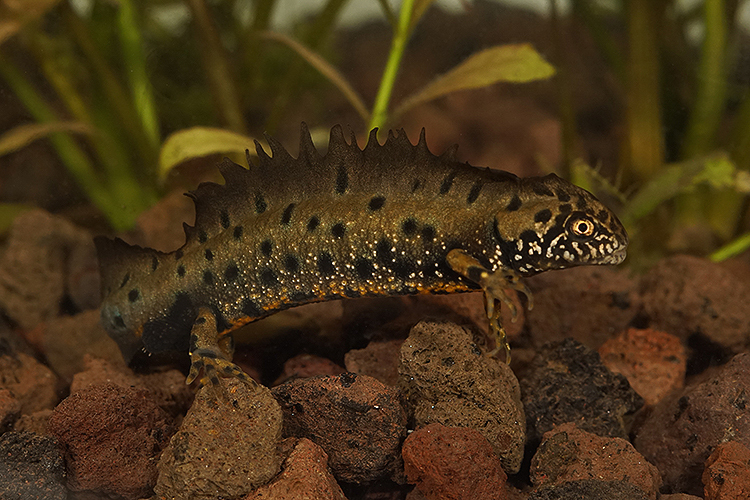 Image of Danube Crested Newt