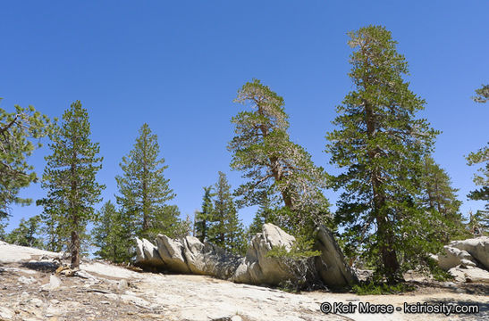 Image of Sierra lodgepole pine