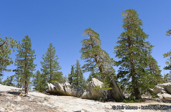 Imagem de Pinus contorta var. murrayana (Balf.) Engelm.