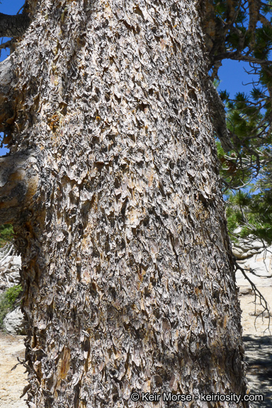 Imagem de Pinus contorta var. murrayana (Balf.) Engelm.