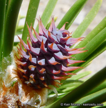 Image of Sierra lodgepole pine