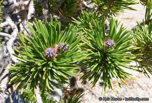 Image of Sierra lodgepole pine