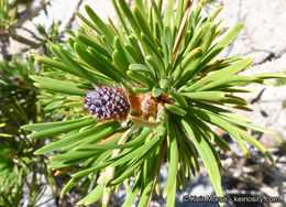 Imagem de Pinus contorta var. murrayana (Balf.) Engelm.