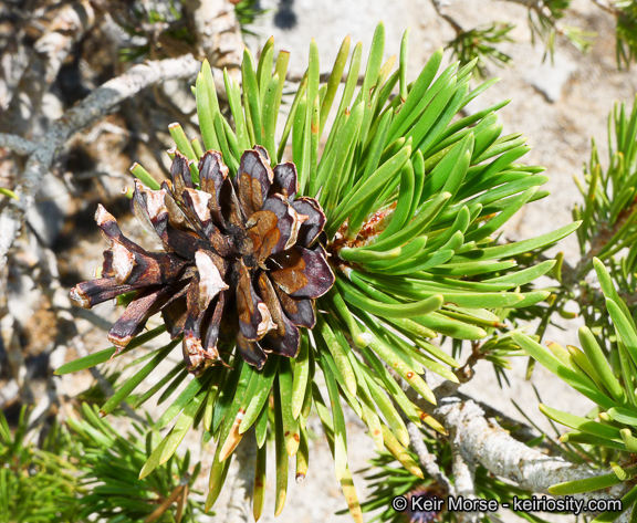 Image of Sierra lodgepole pine