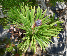 Imagem de Pinus contorta var. murrayana (Balf.) Engelm.