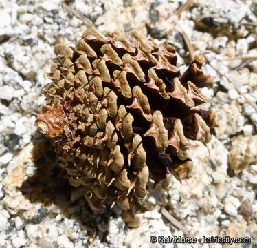 Image of Sierra lodgepole pine