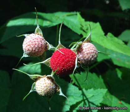 Image of thimbleberry